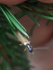 Rhagonycha lignosa