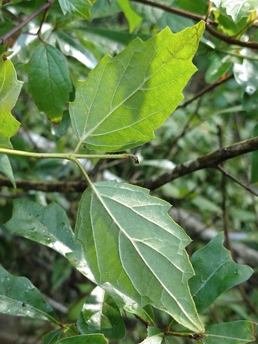 Image of Viburnum scabrellum by (c) Joan Chiasson, some rights reserved (CC BY-SA)