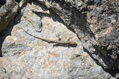 Darevskia portschinskii