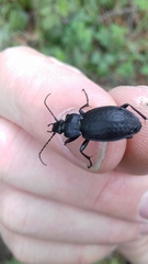 Carabus amplipennis