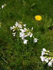 Cardamine pratensis