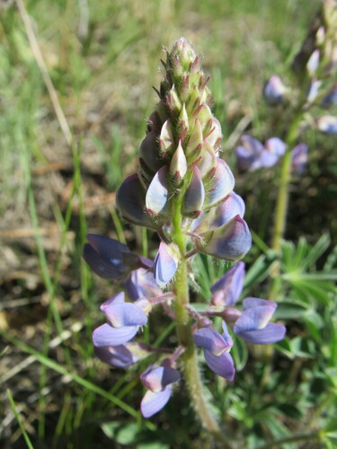 Lupinus ammophilus, photograph 1