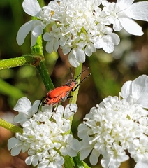 Malachius coccineus