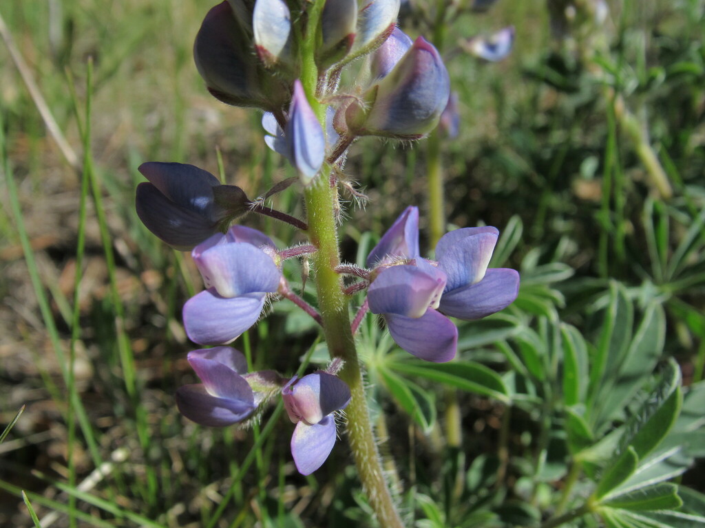 Lupinus ammophilus; photograph (c) Anders Hastings, some rights reserved (CC BY)