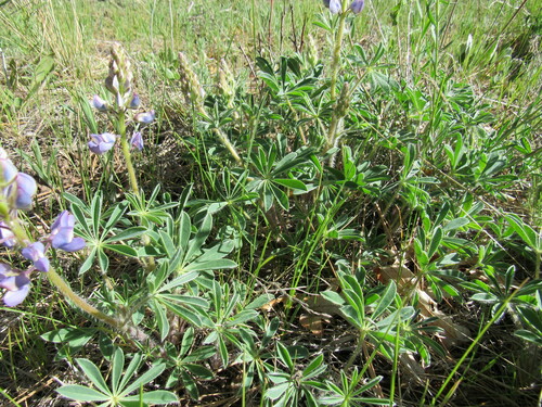 Lupinus ammophilus, photograph 3