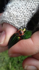 Carabus lineatus lateralis