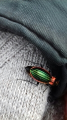 Carabus lineatus lateralis