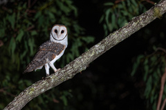 Australian Masked Owl photo 3