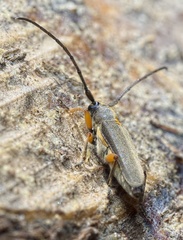 Phytoecia icterica