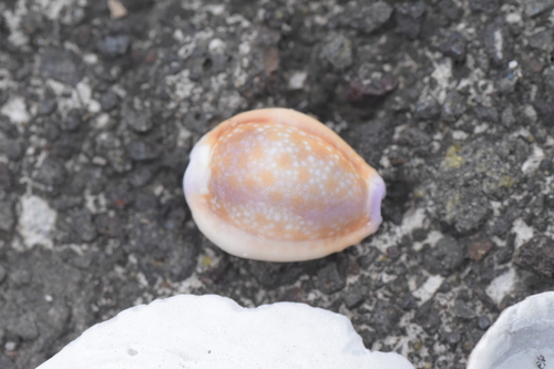 Cypraea helvola observed 2024-05-18