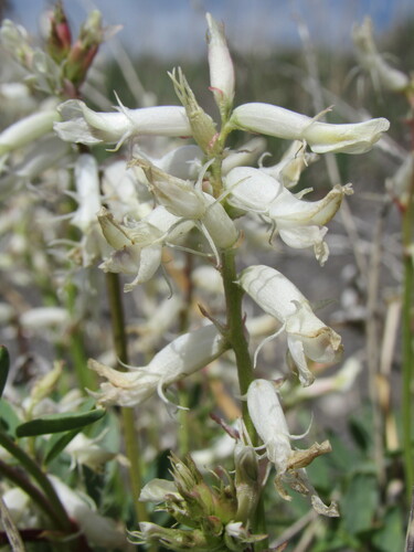 Image of Astragalus pattersonii by (c) Anders Hastings, some rights reserved (CC BY)