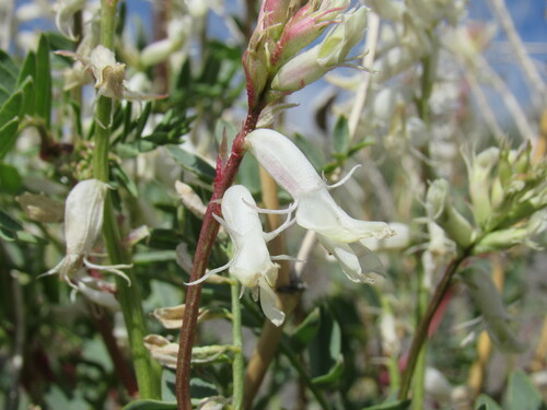 Image of Astragalus pattersonii by (c) Anders Hastings, some rights reserved (CC BY)