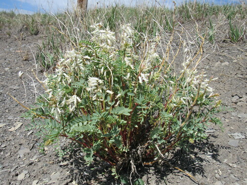 Image of Astragalus pattersonii by (c) Anders Hastings, some rights reserved (CC BY)