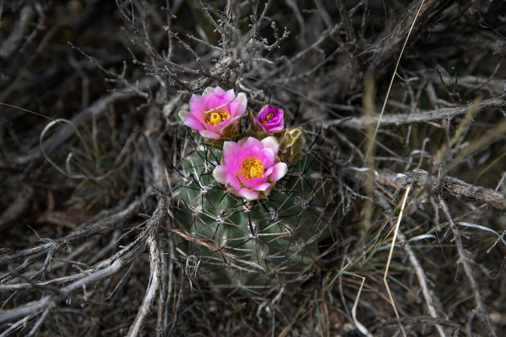 Sclerocactus dawsoniae