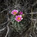 Sclerocactus dawsoniae - Photo (c) Phil Krening, some rights reserved (CC BY-NC), uploaded by Phil Krening