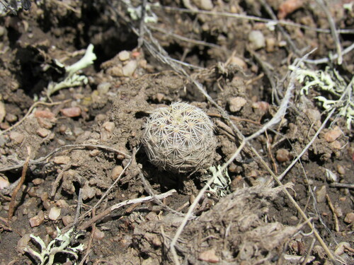 Echinocereus viridiflorus