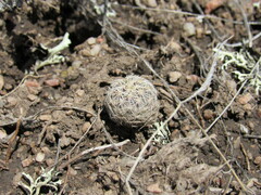 Echinocereus viridiflorus