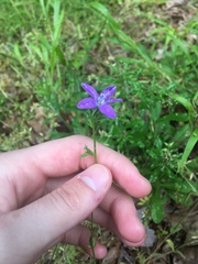 Triodanis biflora