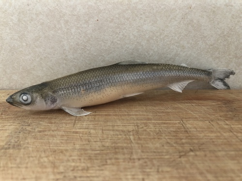 Osmerus mordax