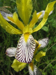 Iris variegata