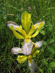 Iris variegata