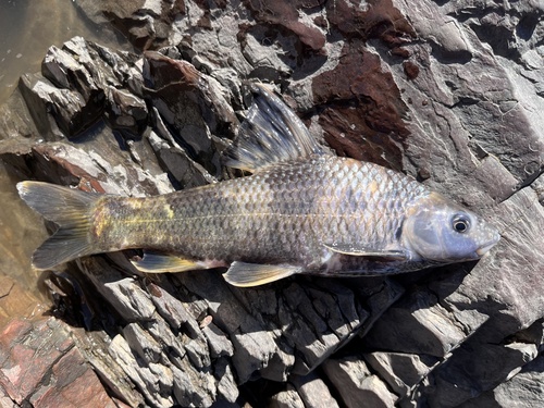 Chinese Lake Gudgeon