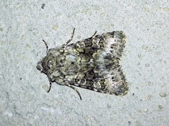 Hecatera bicolorata