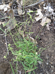 Silene lemmonii