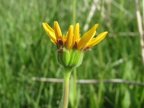 Foothill arnica (Arnica fulgens)