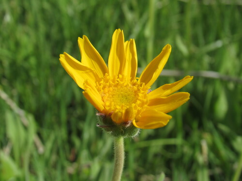 Image of Arnica fulgens by (c) Anders Hastings, some rights reserved (CC BY)