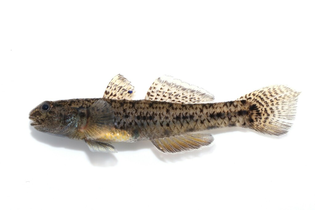 Eastern Bluespot Goby