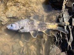 Chinese Lake Gudgeon photo 2