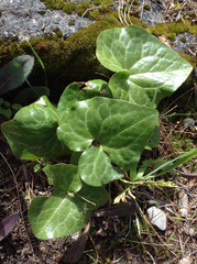 Asarum hartwegii