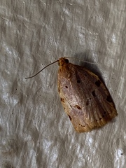 Archips rileyana