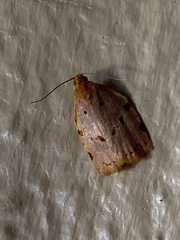 Archips rileyana
