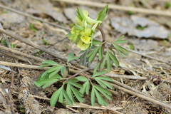 Corydalis bracteata
