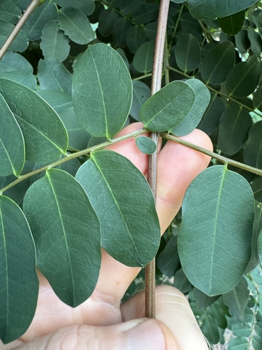 Adenanthera pavonina observed 2024-05-19