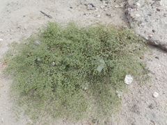Fagonia glutinosa