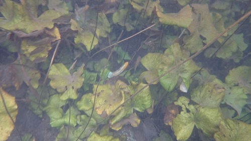 Poecilia velifera