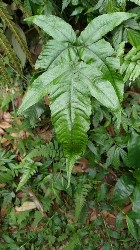 Tectaria simonsii (Tectaria simonsii)