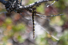 Cordulegaster dorsalis