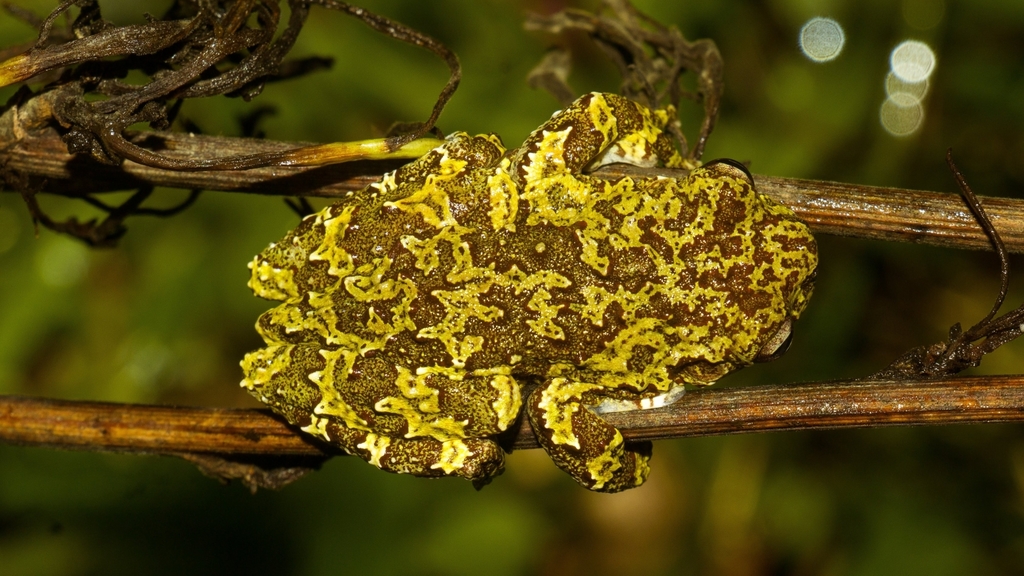 Estrada Saraiva Treefrog
