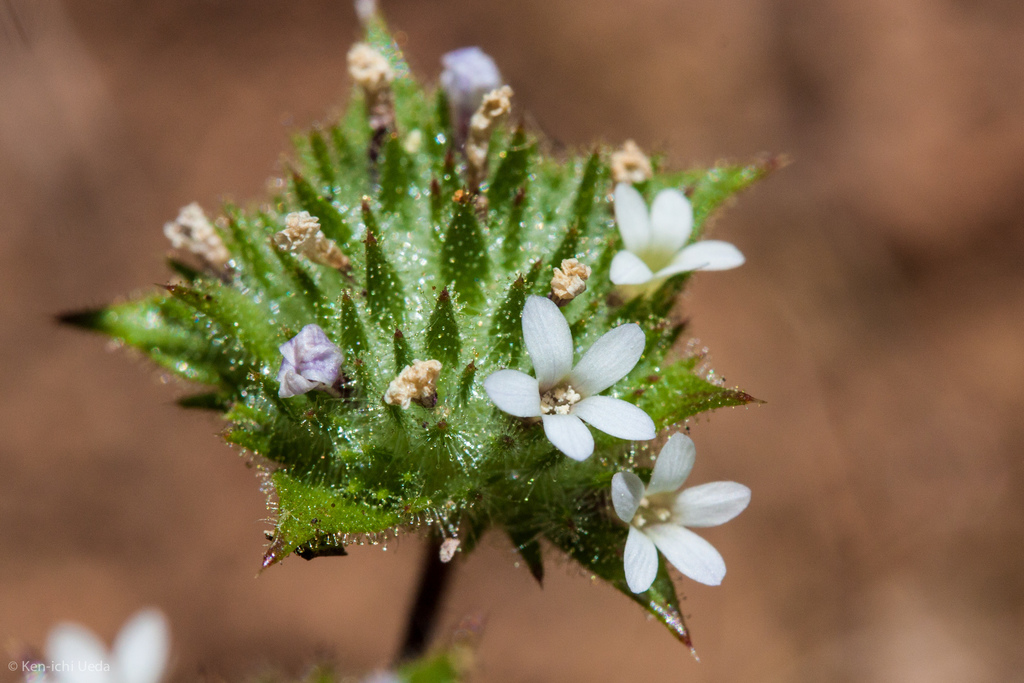 Marin County navarretia