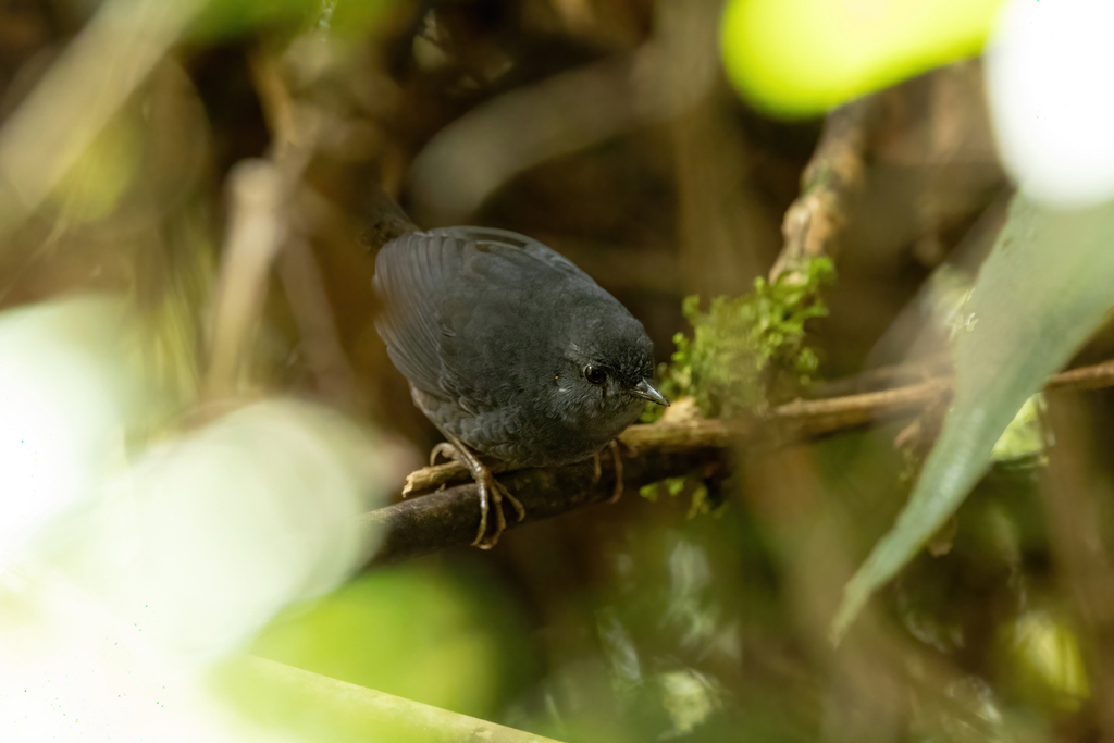 Chusquea Tapaculo