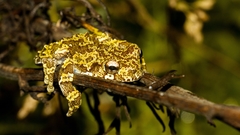 Dendropsophus nahdereri