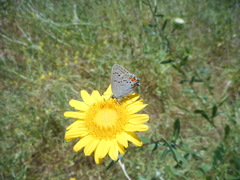 Satyrium californica