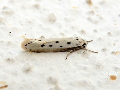 Ethmia terminella