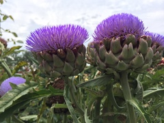 Cynara