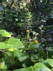 Senecio quinquelobus