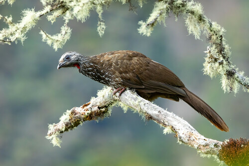 Bearded Guan